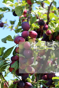 信用卡欠了好多錢怎么辦（信用卡欠了好多）