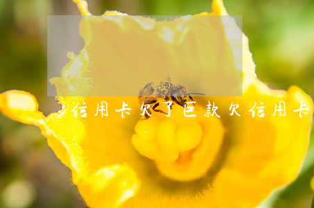 信用卡欠了巨款 欠信用卡最后都怎么处理的