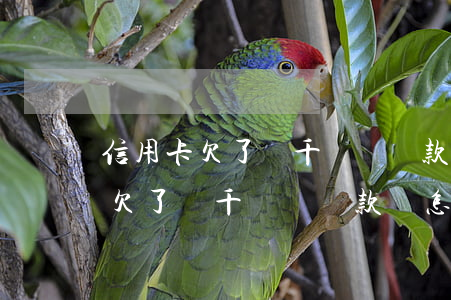 信用卡欠了幾千還沒還款會怎么樣-信用卡欠了幾千還沒還款會怎么樣嗎