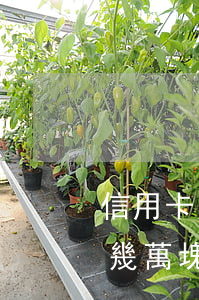 信用卡欠了幾萬還不上了怎么辦-欠信用卡幾萬塊錢,沒錢還怎么辦