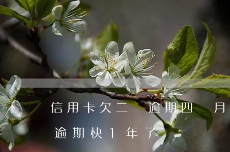 信用卡欠二萬逾期四個月(信用卡欠了2萬多逾期快1年了)