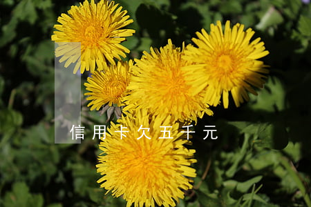 信用卡欠五千元