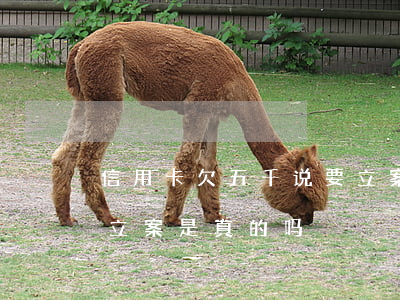 信用卡欠五千说要立案-信用卡欠五千说要立案是真的吗