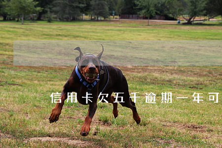 信用卡欠五千逾期一年可以分期-