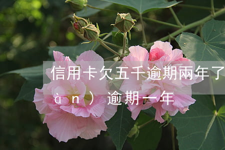 信用卡欠五千逾期兩年了(信用卡欠五萬(wàn)逾期一年)