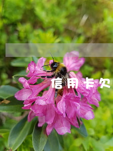 信用卡欠五百逾期五年大概還多少