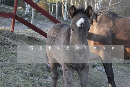 信用卡欠五萬(wàn)一
