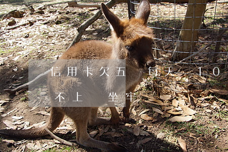 信用卡欠五萬每天還10塊(欠信用卡5萬還不上會坐牢嗎)