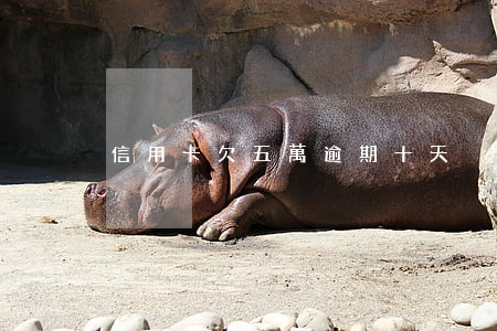 信用卡欠五萬逾期十天