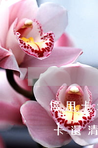 信用卡欠債逾期可以開戶嗎(逾期封卡的信用卡還清還可以開卡嗎?)