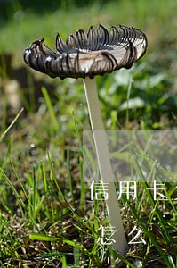 信用卡欠兩個(gè)月不還會(huì)怎么樣(信用卡兩個(gè)月沒還)