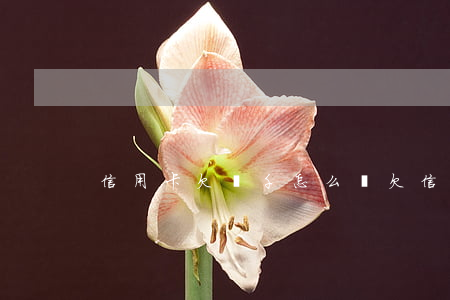 信用卡欠兩千怎么辦(欠信用卡2000)