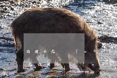 信用卡欠兩萬(wàn)嚴(yán)重么(欠信用卡兩萬(wàn)不還有什么后果)