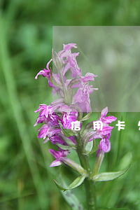 信用卡欠兩萬(wàn)逾期兩年利息多少