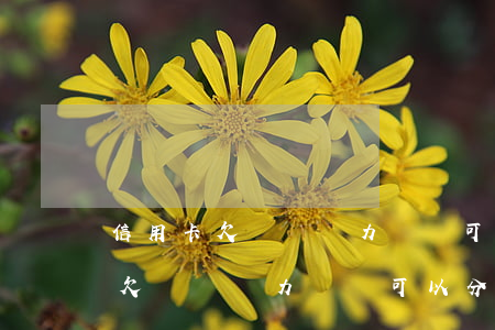 信用卡欠兩萬無力償還可以分期嗎-信用卡欠兩萬無力償還可以分期嗎怎么辦