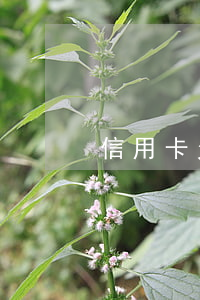信用卡欠八万一年利息是多少