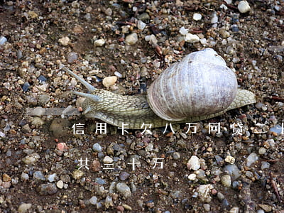 信用卡欠八万网贷二十万(欠信用卡加网贷总共三十万)