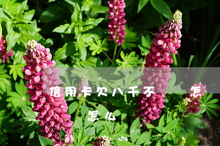 信用卡欠八千不還會怎樣(信用卡欠一千多不還會怎么樣)