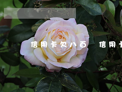 信用卡欠八百塊 信用卡欠八百塊會怎么樣