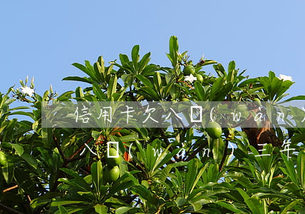 信用卡欠八萬(wàn)三年還完(信用卡欠八萬(wàn)三年還完)
