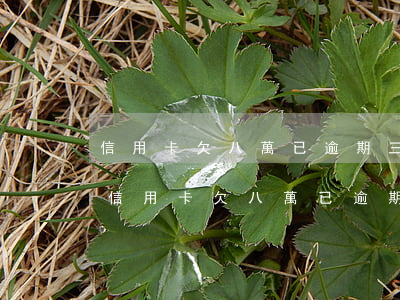 信用卡欠八萬已逾期三個(gè)月了上海(信用卡欠八萬已逾期三個(gè)月了上海還能用嗎)