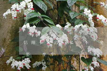 信用卡欠六萬多會不會坐牢-欠信用卡6千多會坐牢嗎