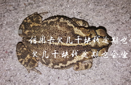 信用卡欠几千块钱逾期也会坐牢吗-信用卡欠几千块钱逾期也会坐牢吗知乎
