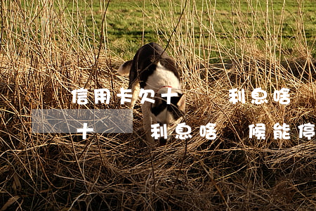 信用卡欠十幾萬利息啥時候能停-信用卡欠十幾萬利息啥時候能停息