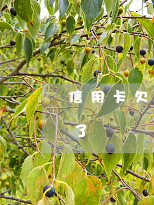 信用卡欠卡費上征信了 信用卡欠卡費上征信了