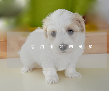 信用卡欠四萬多