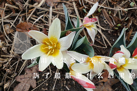 信用卡欠多少不還會被起訴(信用卡不還被起訴了最嚴重什么后果盼多久)