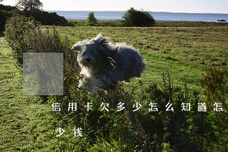 信用卡欠多少怎么知道(怎样看信用卡欠了多少钱)