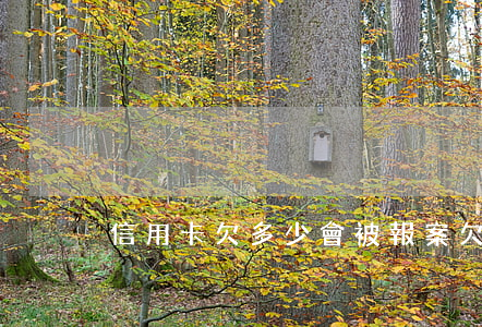 信用卡欠多少會被報案(欠信用卡多少會立案)