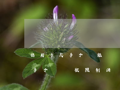 信用卡欠多少錢能凍結(jié)(欠信用卡多少錢會被限制消費)