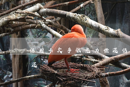 信用卡欠多张无力偿还(信用卡欠多张无力偿还)