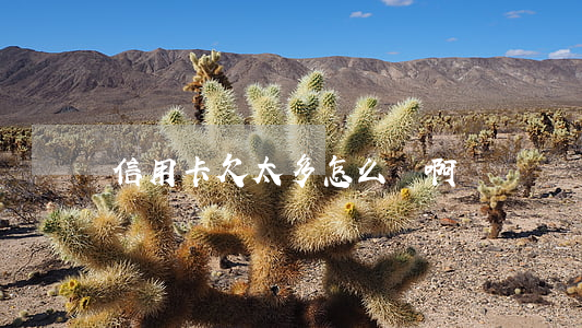 信用卡欠太多怎么辦啊