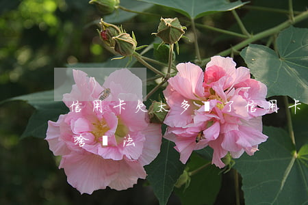 信用卡欠太多錢了(信用卡欠太多錢還不上有啥辦法)