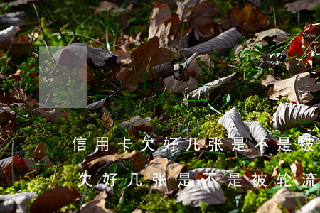 信用卡欠好几张是不是被轮流起诉-信用卡欠好几张是不是被轮流起诉了
