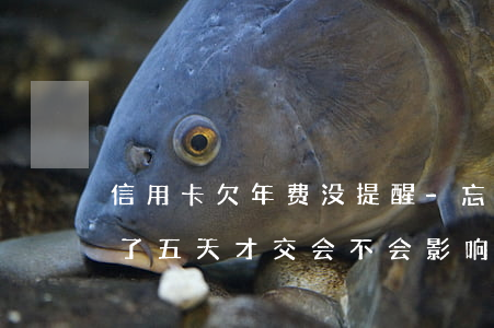 信用卡欠年费没提醒-忘记交信用卡年费过了五天才交会不会影响征信