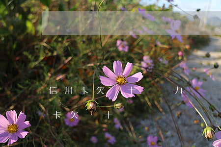 信用卡欠幾十萬無力償還銀行怎么處理（信用卡欠幾十萬）