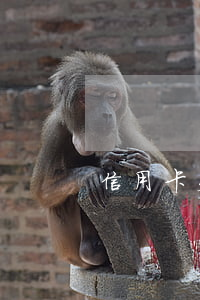 信用卡欠幾十萬跑路(信用卡欠幾十萬跑路)