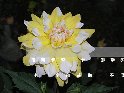 信用卡欠幾十萬逾期的大佬們-欠信用卡幾十萬全部逾期還不了怎么辦