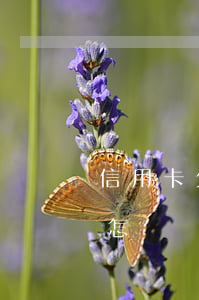 信用卡欠幾萬(wàn)不還會(huì)怎樣