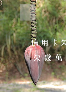 信用卡欠幾萬不還的結(jié)果(信用卡欠幾萬不還的結(jié)果)