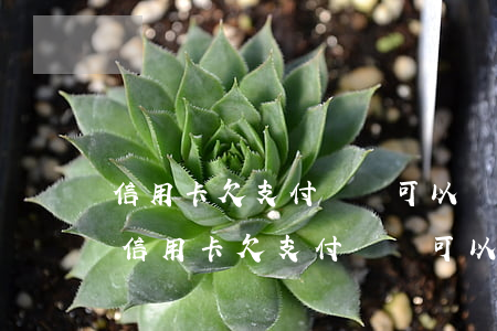 信用卡欠支付寶還可以繼續(xù)用嗎-信用卡欠支付寶還可以繼續(xù)用嗎安全嗎