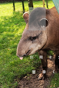 信用卡欠有錢(qián)會(huì)影響車(chē)貸嗎(有信用卡欠款能車(chē)貸嗎)