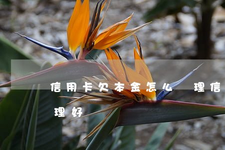 信用卡欠本金怎么處理(信用卡欠本金怎么處理好)