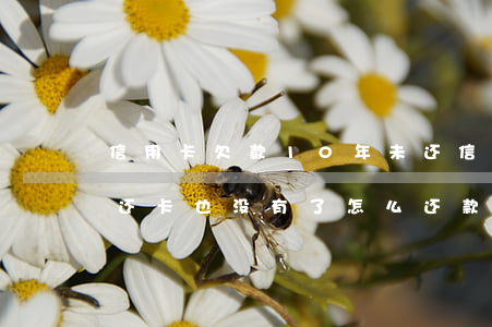 信用卡欠款10年未还(信用卡欠款10年未还,卡也没有了,怎么还款?)