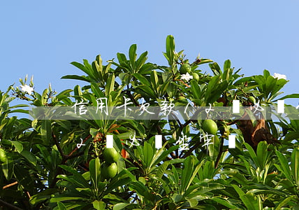 信用卡欠款12萬必須坐牢嗎(信用卡欠款12萬必須坐牢嗎)