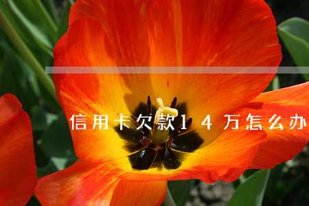 信用卡欠款14万怎么办(欠信用卡15万)